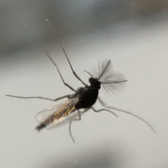 Chironomidae