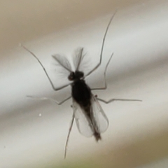 Chironomidae