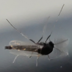 Chironomidae