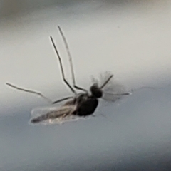 Chironomidae