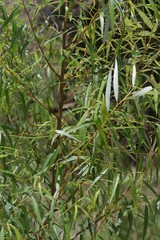 Salix mucronata