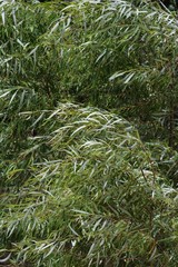 Salix mucronata