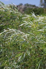 Salix mucronata