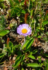Erigeron thunbergii