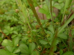 Potentilla kleiniana