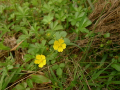 Potentilla kleiniana