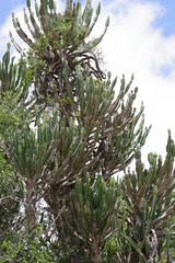Euphorbia triangularis