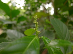 Cleidion brevipetiolatum
