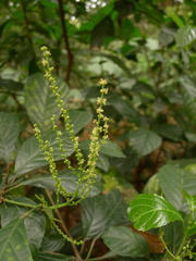 Cleidion brevipetiolatum
