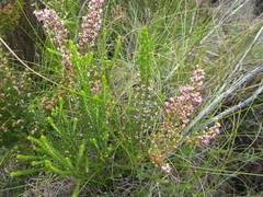 Erica simulans