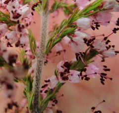 Erica simulans