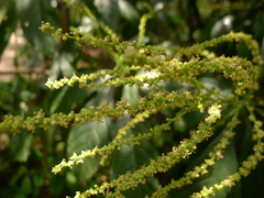 Cleidion brevipetiolatum