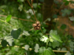 Urena procumbens