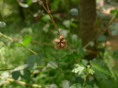 Urena procumbens