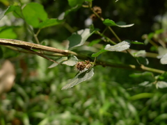Urena procumbens