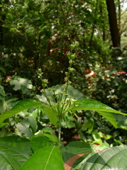 Cleidion brevipetiolatum