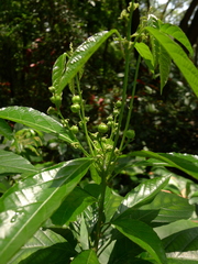 Cleidion brevipetiolatum