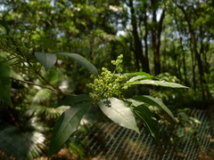 Melicope pteleifolia