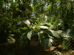 Melicope pteleifolia