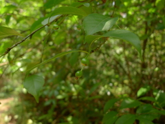 Ilex asprella