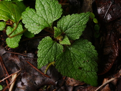 Lamium maculatum