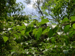 Ilex asprella