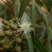 Sydney Blue Gum - Photo (c) 小铖smalltown/黄润铖, some rights reserved (CC BY-NC-ND), uploaded by 小铖smalltown/黄润铖