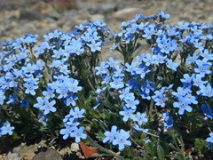 Eritrichium sericeum