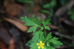 Ranunculus plebeius