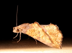 Plusiodonta arctipennis