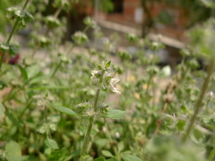 Ocimum × africanum