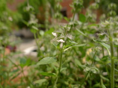 Ocimum × africanum