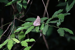 Morpho menelaus amathonte