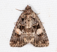 Condica macrosema