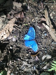 Morpho menelaus amathonte