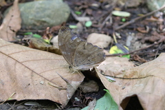 Morpho menelaus amathonte