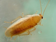 Megamareta phaneropyga