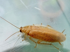 Megamareta phaneropyga