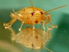 Megamareta phaneropyga