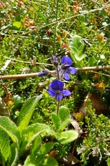 Veronica grandiflora