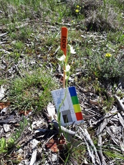 Thelymitra albiflora