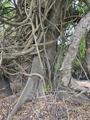 Elaeocarpus obovatus