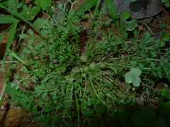 Soliva anthemifolia