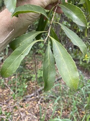 Elaeocarpus obovatus