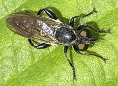 Choerades marginata