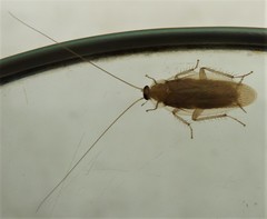 Megamareta phaneropyga