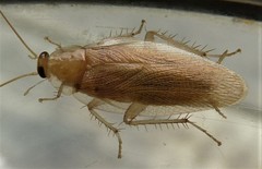 Megamareta phaneropyga