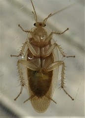 Megamareta phaneropyga