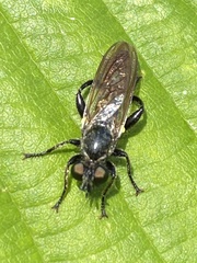 Choerades marginata