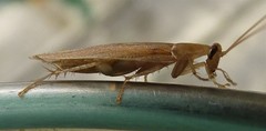 Megamareta phaneropyga